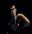 gn.png